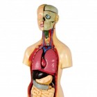 De organen van het lichaam